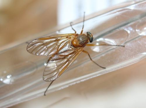 Réf. 222 267 : Rhagio tringarius